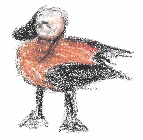 Duck (Crayons)