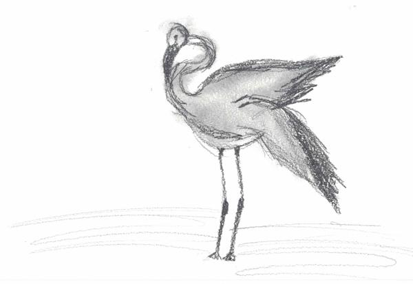 Flamingo (Crayons)