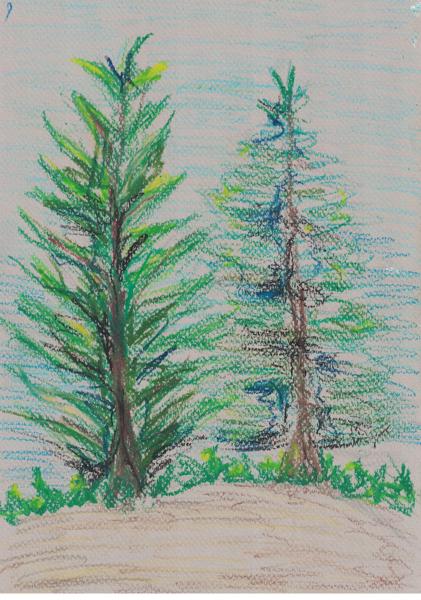 Siberian Spruce (Pastel)